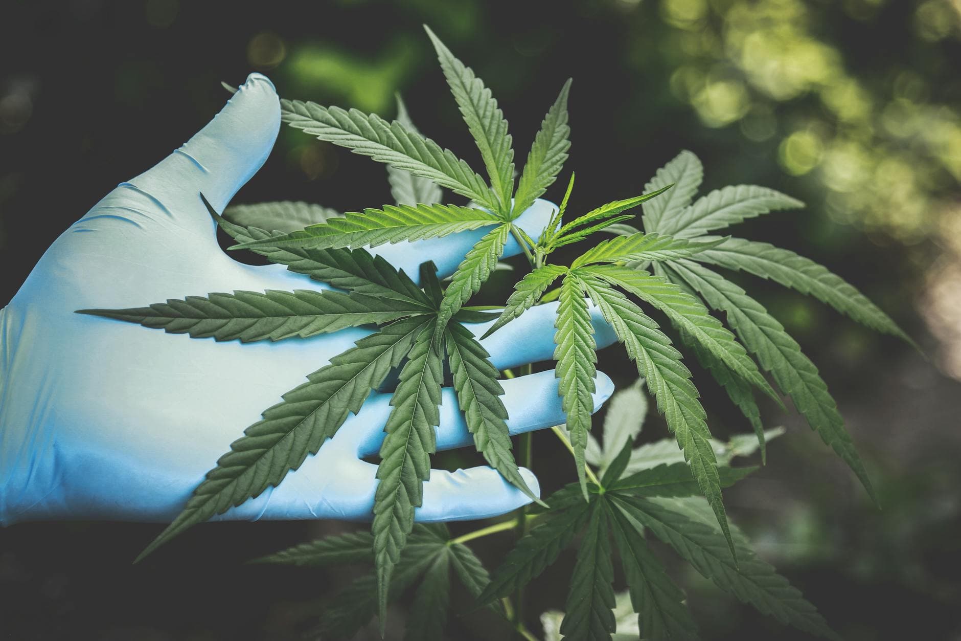 How the CBD Industry Has Moved Forward