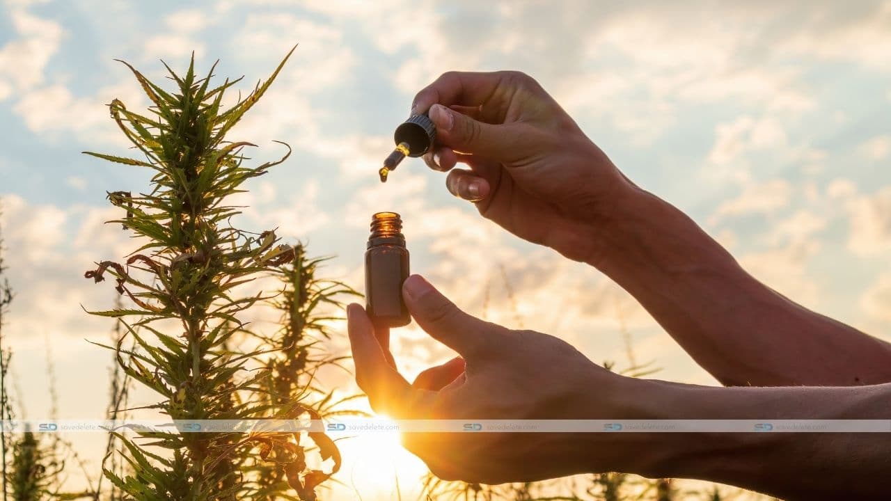 Does CBD Help with Weight Loss?