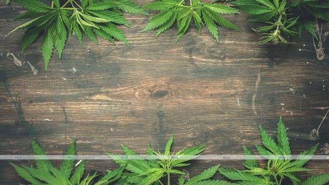 Where Can I Buy Cheap But Good Cannabis Seeds in the USA?