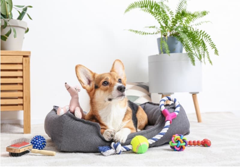 Essential Pet Accessories Every Dog-Owner Must Have in 2022
