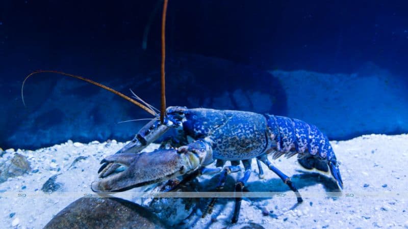 Lobster As A Pet - The Good & the Bad