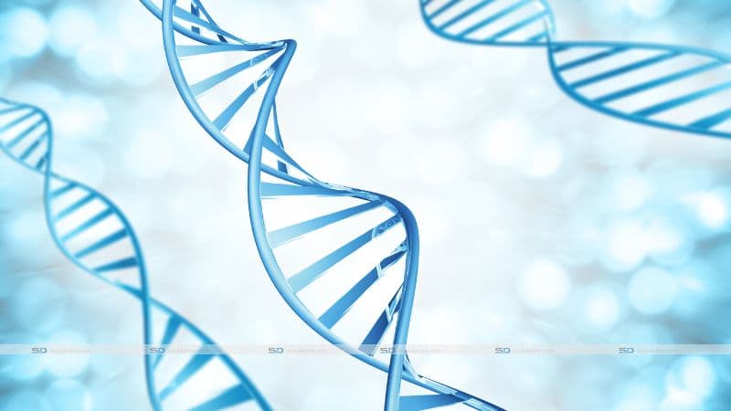 The Role of Genetics in Erectile Dysfunction: Is it Hereditary?