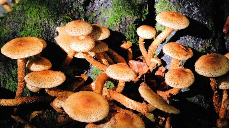 Prevent Deadly Fungus: Expert-Backed Strategies That Actually Work