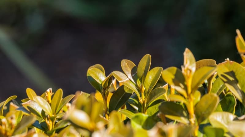 Garden Crisis Unveiled: Why Boxwoods Turn Brown and How to Rescue Them!