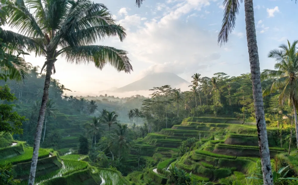Bali's emerald-green rice terraces and palm trees — a top value tropical destination