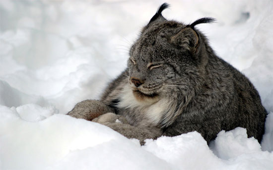 Beautiful Photographs of Winter (137)