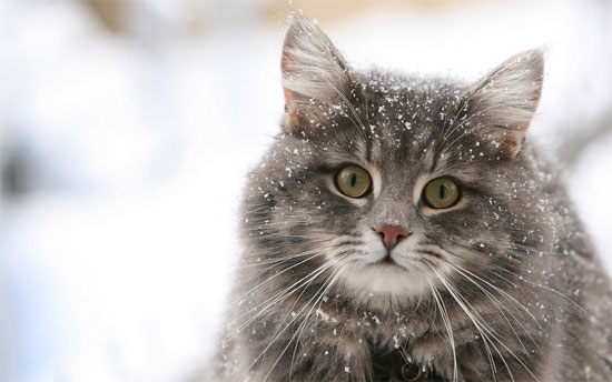 Beautiful Photographs of Winter (123)