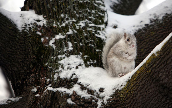 Beautiful Photographs of Winter (119)
