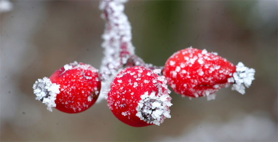 Beautiful Photographs of Winter (112)