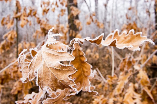 Beautiful Photographs of Winter (101)