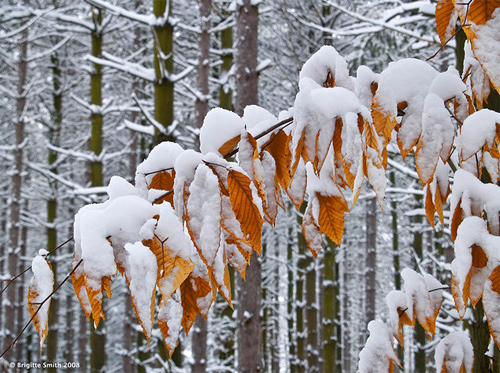 Beautiful Photographs of Winter (99)