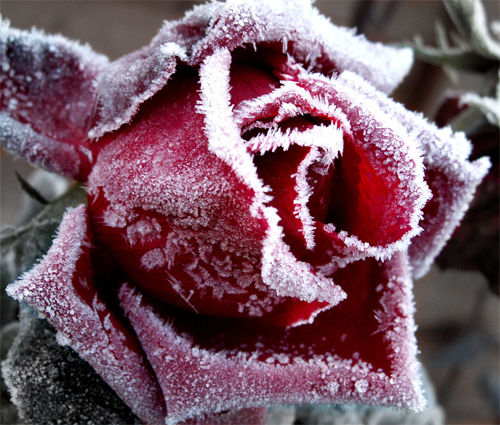 Beautiful Photographs of Winter (95)