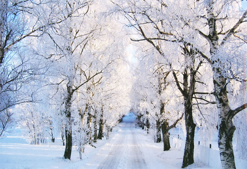 Beautiful Photographs of Winter (94)