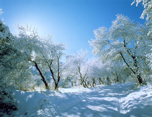 Beautiful Photographs of Winter (89)