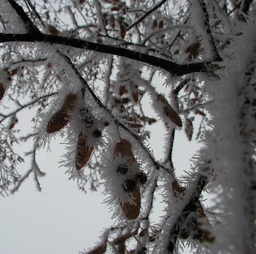 Beautiful Photographs of Winter (85)