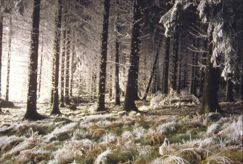 Beautiful Photographs of Winter (18)