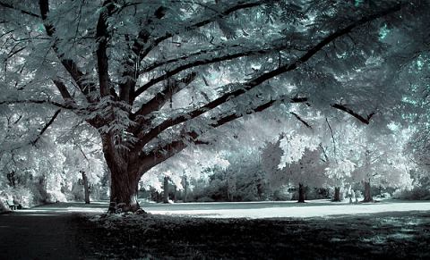 Beautiful Photographs of Winter (19)
