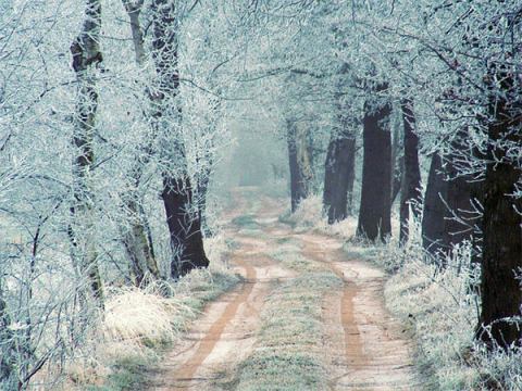 Beautiful Photographs of Winter (9)
