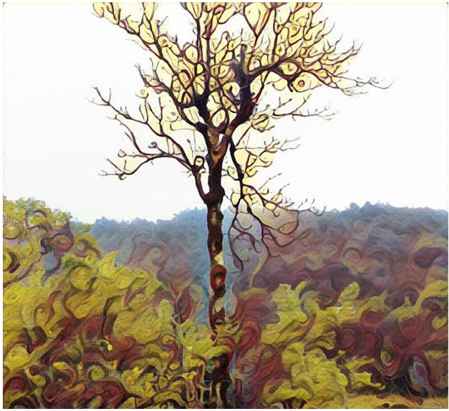 prima art filter effect on a photo