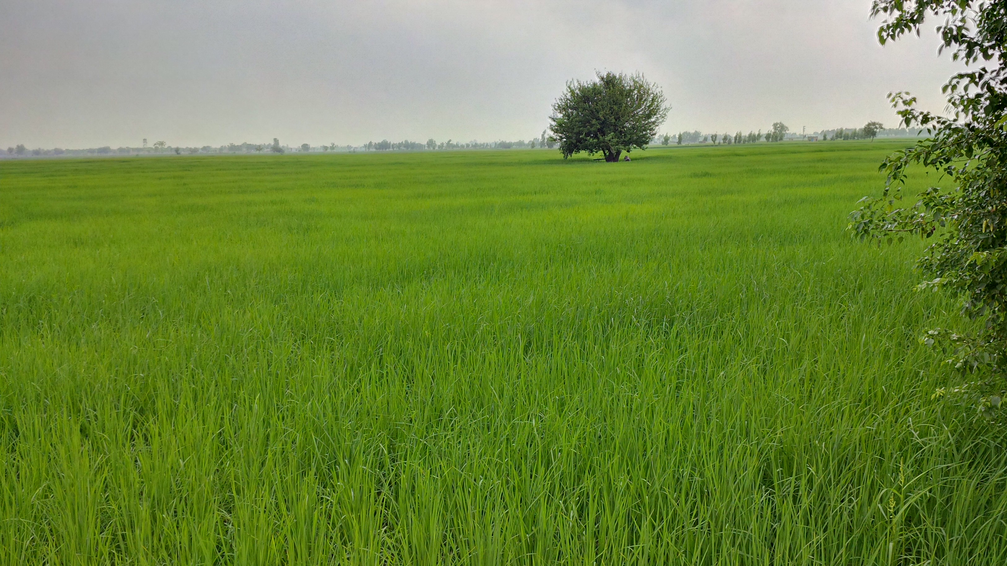 rice_fields_punjab