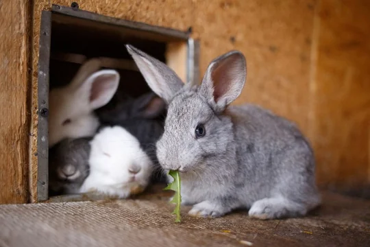 Rabbit Farming has Low Investment and High Income
