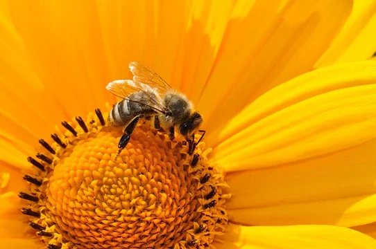 Pollination and Cross-Pollination: All You Have to Know as a Gardener