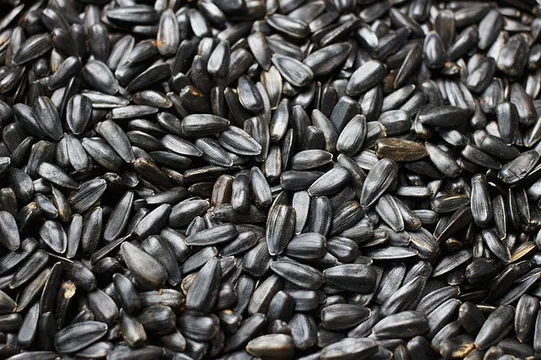Black Seed Oil Benefits and Uses for Better Wellbeing and Health Forever