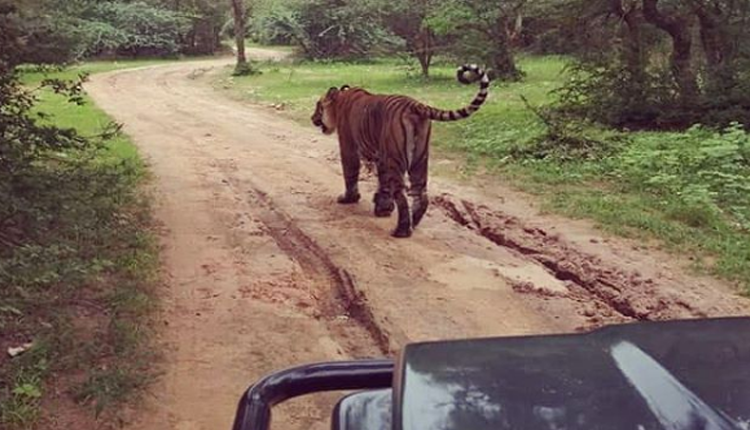 Ranthambore