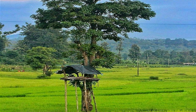 Wayanad