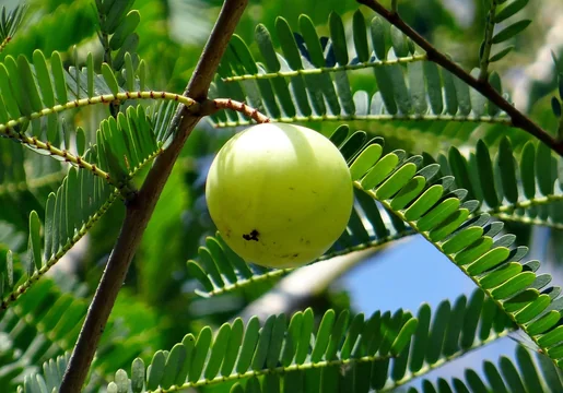Why is Amla Juice Ideal For Your Healthy Lifestyle?