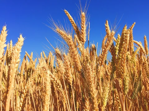 Barley-an Incredible Creation of Nature