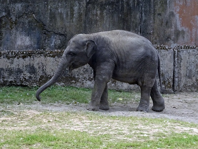 alipore zoo