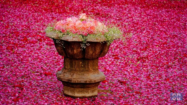 Five-Something Special Occasions To Send Flowers (Other than birthday, anniversaries and Mother's Day)