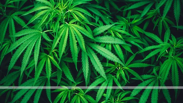 The Different Strains of Cannabis