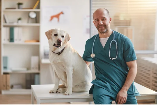 How to Find the Right Vet for Your Pet
