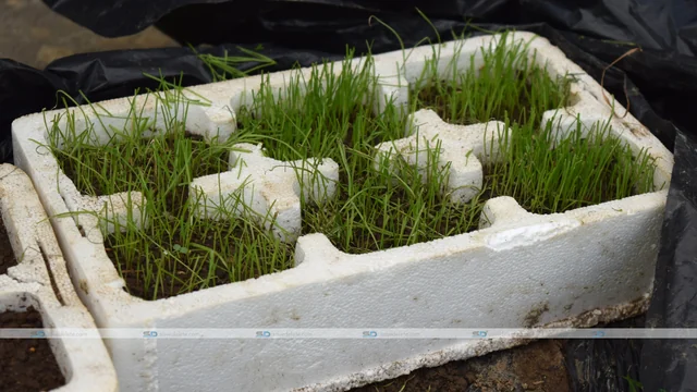 Factors That Affect Grass Seed Germination: The Guide That Gets to the Root of Seed Complications