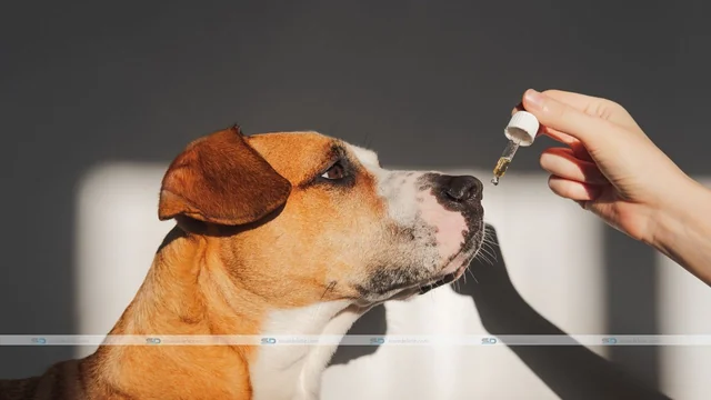 CBD Oil for Dogs: What Are the Effectiveness and Things To Keep In Mind?