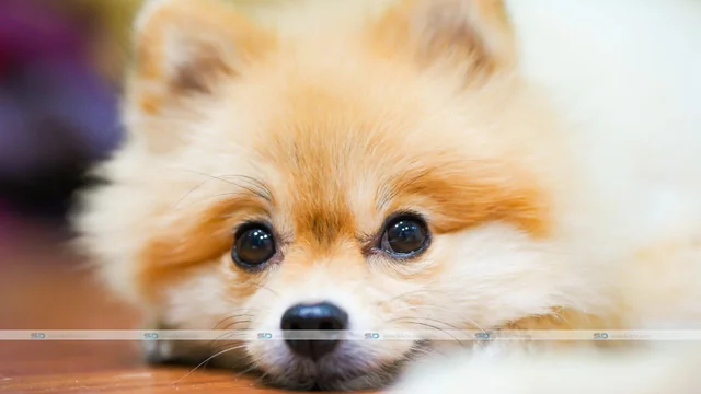 How To Register An Emotional Support Animal?￼