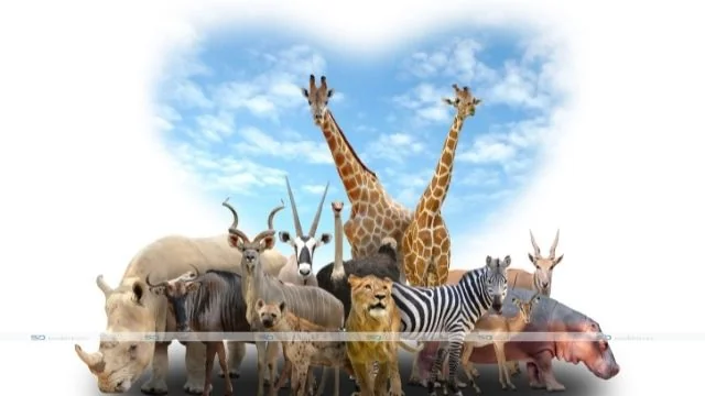 Anime Profile Pictures