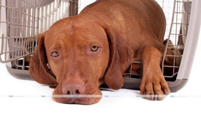 Buying a Custom Dog Crate: Getting the Perfect Carrier That Your Fur Baby Will Love