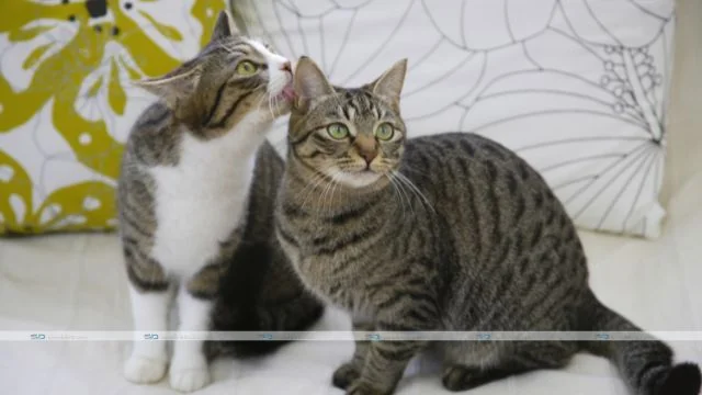 Gentle At Home End-of-life Options for Pets (and Talking About Euthanasia for Pets)