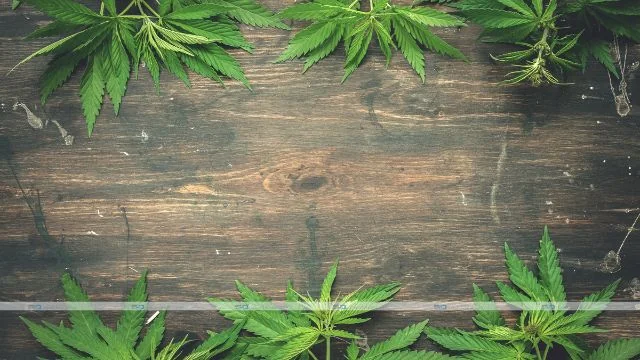 Where Can I Buy Cheap But Good Cannabis Seeds in the USA?