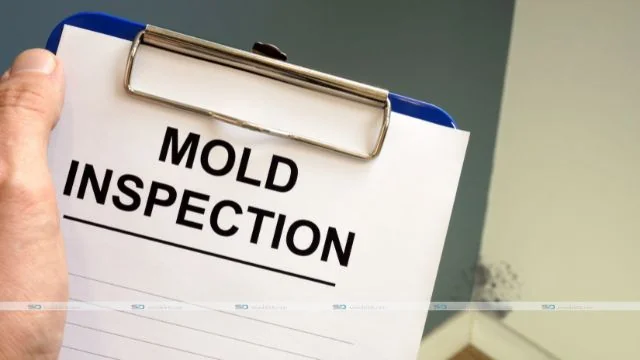 Mold Might Be Causing You Problems
