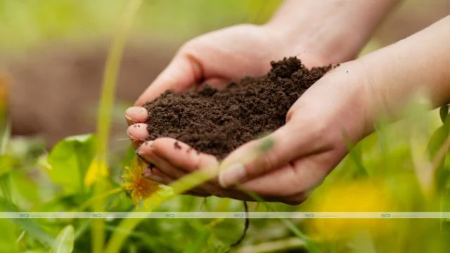 What Is Sustainable Farming, And How Holle Is Promoting It?