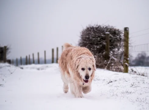 10 Fun Winter Activities to Entertain Your Dog