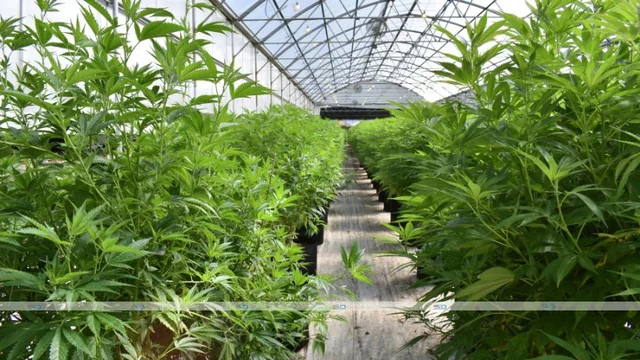 Why Finding a Good Cannabis Brand Matters