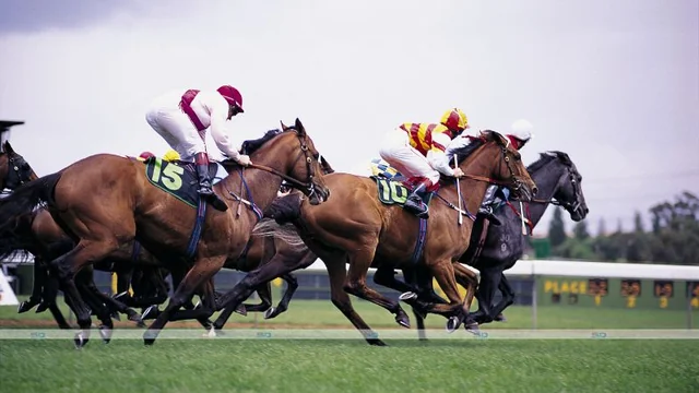 The Top 10 Best Tips for Horse Racing Betting