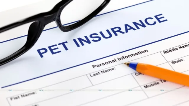 How soon does pet insurance kick in