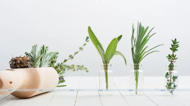 What is Ginkgo Biloba Good For?