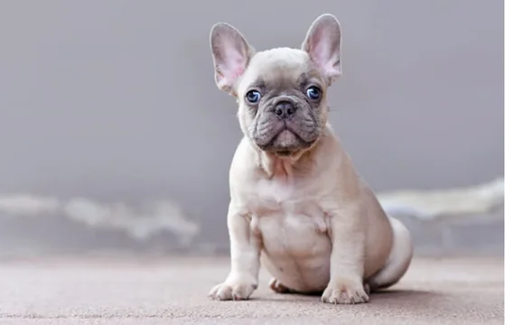 The Beauty and Genetics of the Isabella Coat Color in French Bulldogs
